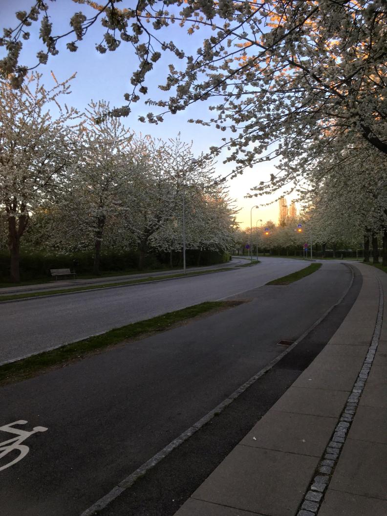 Blossoming Trees in Copehagen